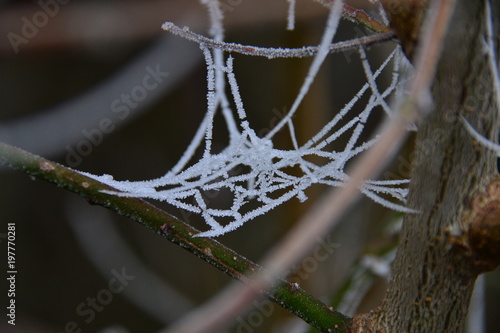 Spinnennetz mit Eiskristallen