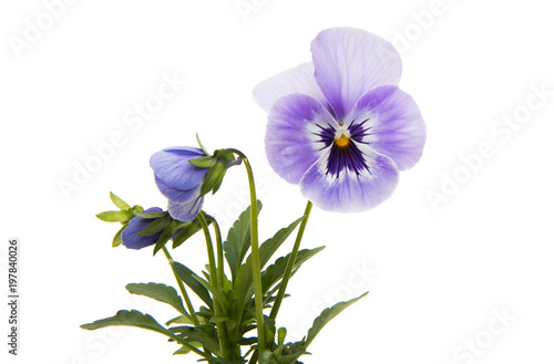 pansies isolated