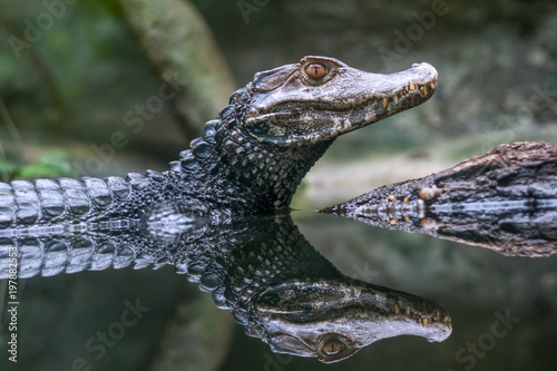 Reflection of The spectacled caiman - Caiman crocodilus in water.