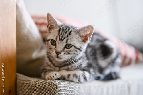 Cute American cat Kitten