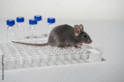 a gray laboratory mouse with an immunological plate and vials.