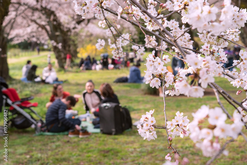 People having picnic under cherry trees in Tokyo, Japan 東京の公園で花見をする人々