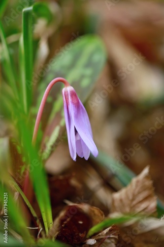 Vertical image of delicate bright endangered spring wild purple and pink blossom of Erythronium dens-canis with green spotted leaves growing in forest in Czech Republic