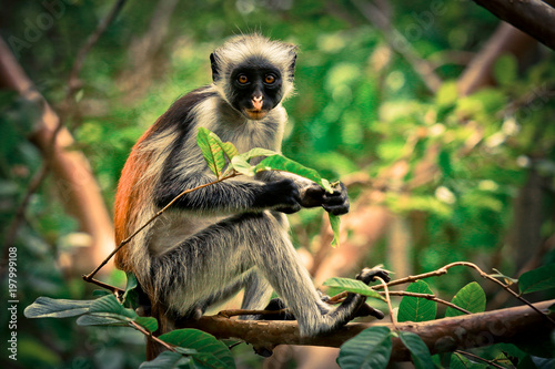Colobus Monkey eating Leaves, Tanzania
