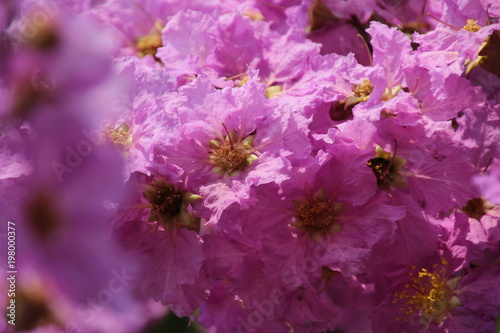 Lagerstroemia speciosa (L.) Pers. Queen's Flower, Queen's crape myrtle, Pride of India, Jarul, Pyinma, is Purple flower.
