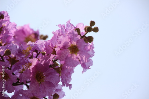 Lagerstroemia speciosa (L.) Pers. Queen's Flower, Queen's crape myrtle, Pride of India, Jarul, Pyinma, is Purple flower.
