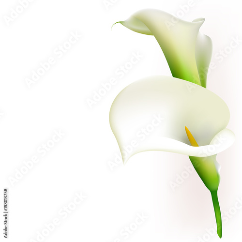 Callas. Flowers. Floral background. White. Bouquet. Border.