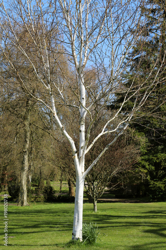 The Himalayan Birch Tree. For landscaping. Adult tree. White bark.