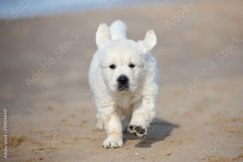 golden retriever puppy running on sand