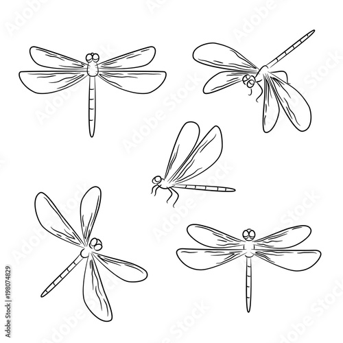 vector contour dragonfly insect nature on white childish coloring book