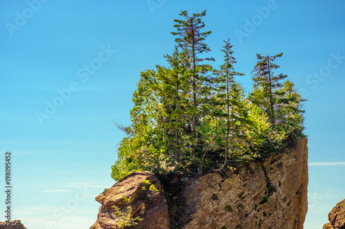 Flowerpot rocks with trees growing fresh trees at lowtide in the Bay of Fundy