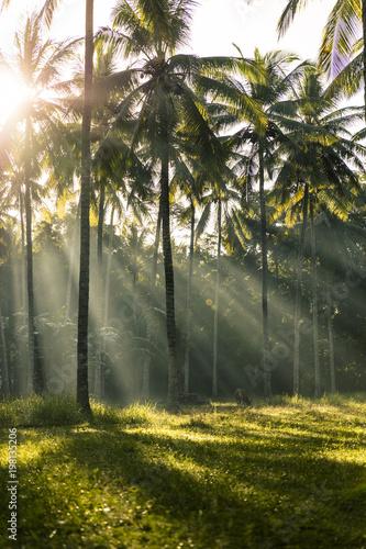 First light filtering in over a coconut plantation in Lombok