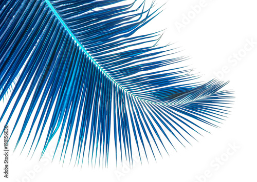 palme bleue de cocotier, fond blanc 