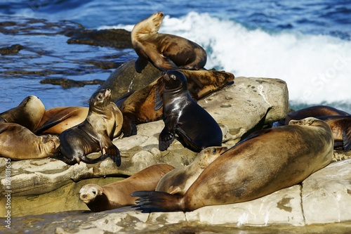 Young and adult sea lions resting on the sea shore rocks and enjoying sun and surf