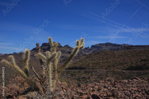 Closeup landscape picture of a lone cactus in the Arizona desert, USA