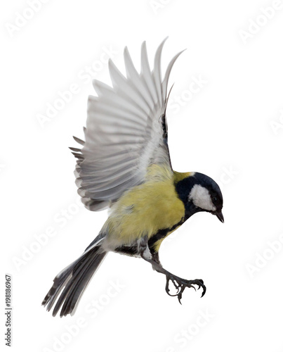 isolated on white great tit in flight