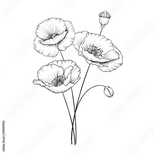 Vintage poppy illustration. Wedding flowers patern. Image of watercolor detailed hand drawn poppies. Vector illustration.