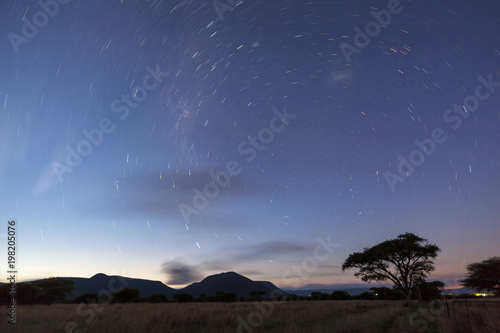 Star trails and acacia tree