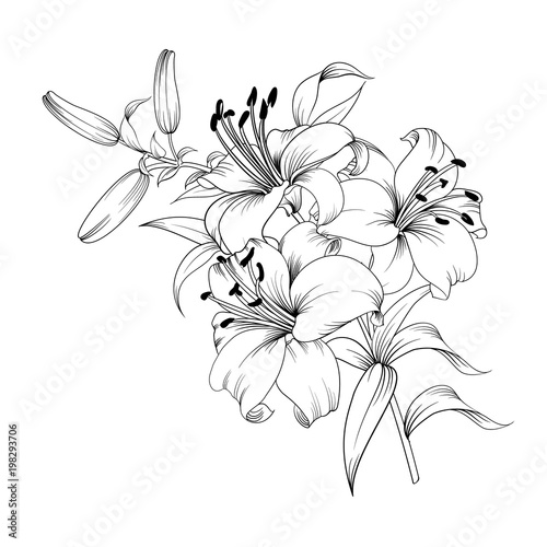 Contour of blooming lily isolated over white background. White lily flower. Wedding romantic bouquet.