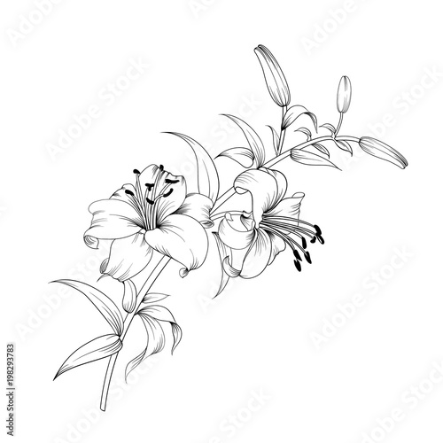 Contour of blooming lily isolated over white background. White lily flower. Wedding romantic bouquet.