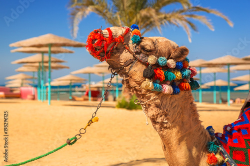 Camel resting in shadow on the beach of Hurghada, Egypt