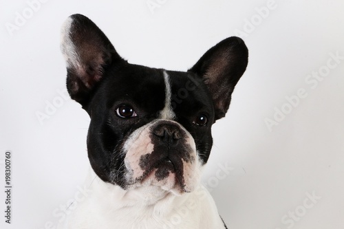 beautiful french bulldog head portrait in the studio