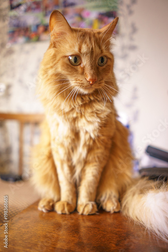 Brown Cat, Red Tabby Male Cat, Ginger Cat