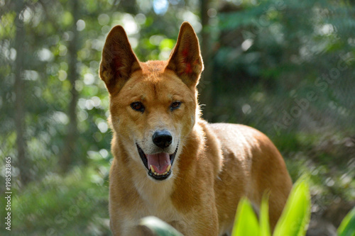 Dingo dog (Lupus Dingo)