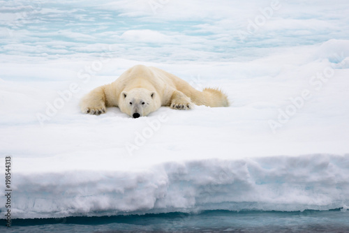 Polar bear lying on ice with snow in Arctic