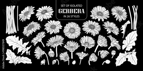 Set of isolated white silhouette gerbera in 26 styles.