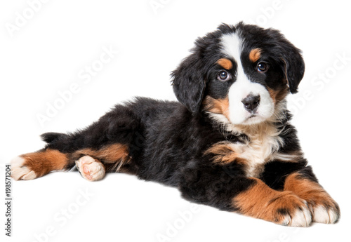 bernese mountain dog puppy isolated on white background