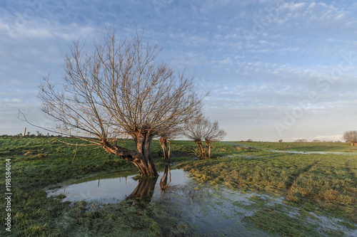 Pollarded Willow Trees