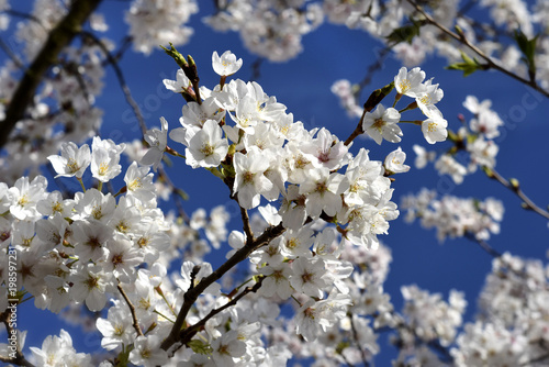 FLOR DE CEREZO