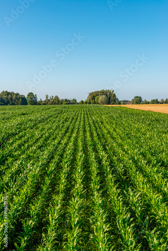 Pole młodej kukurydzy z widokiem na odległy las