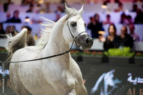 running arabian show white horse. inside