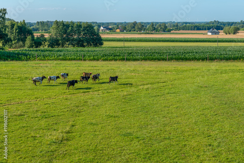Stado krów biegnących po łące