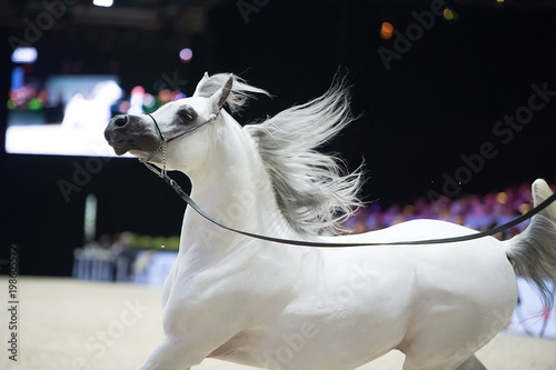 running arabian white show horse. inside
