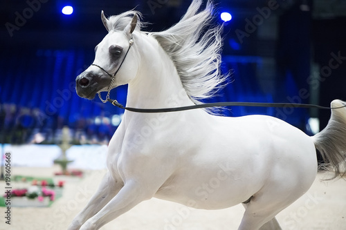 running arabian white horse. inside