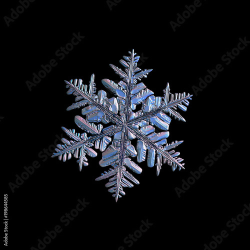 Snowflake isolated on black background. Macro photo of real snow crystal: large stellar dendrite with complex, ornate shape, fine hexagonal symmetry, long elegant arms and glossy relief surface.