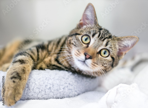 A young brown tabby domestic shorthair cat relaxing on a cat bed