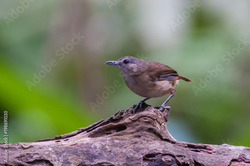 White-chested babbler ( Trichastoma rostratum) birds on tree branch with blur green background.Its natural habitats are subtropical or tropical moist lowland forests.