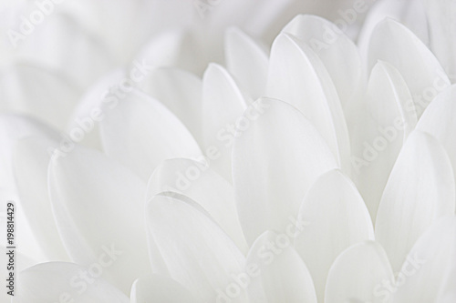 Petals of a white chrysanthemum close-up on a white background.