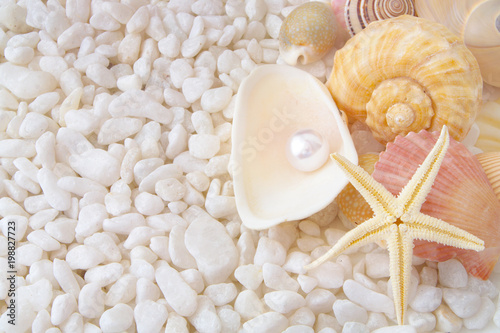 Sea and beach theme with seashells, starfish and pearl 