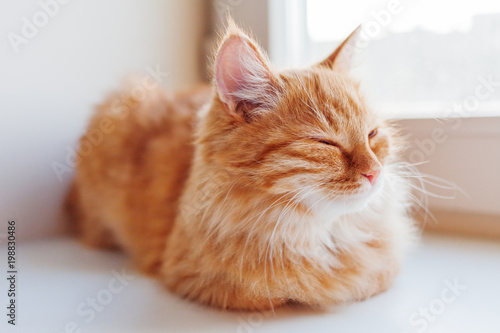 Cute ginger cat sitting on window sill. Cozy home background with domestic fluffy pet.