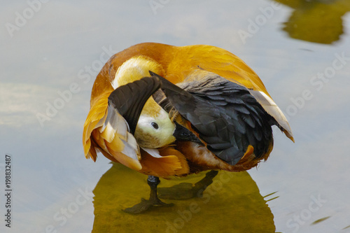 Wild duck ogar swims in the forest lake in China.