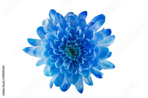 Blue flower with petals and heart on white isolated background. Pattern for the designer.
