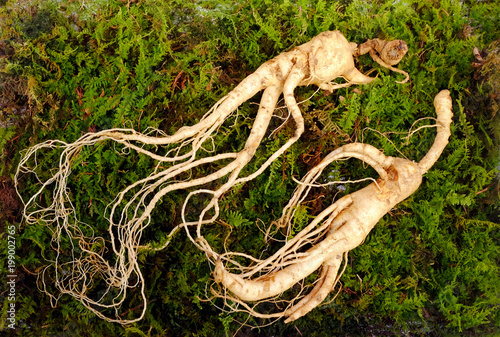 Wild Korean ginseng root. Wild ginseng can be processed to be red or white ginseng. Ginseng has been used in traditional medicine.