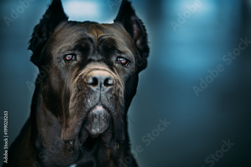 Black Adult Cane Corso Close Up