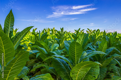 Tobacco big leaf crops growing in tobacco plantation field