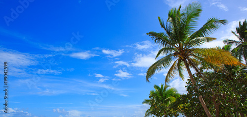 Caribbean sea and palm trees background.